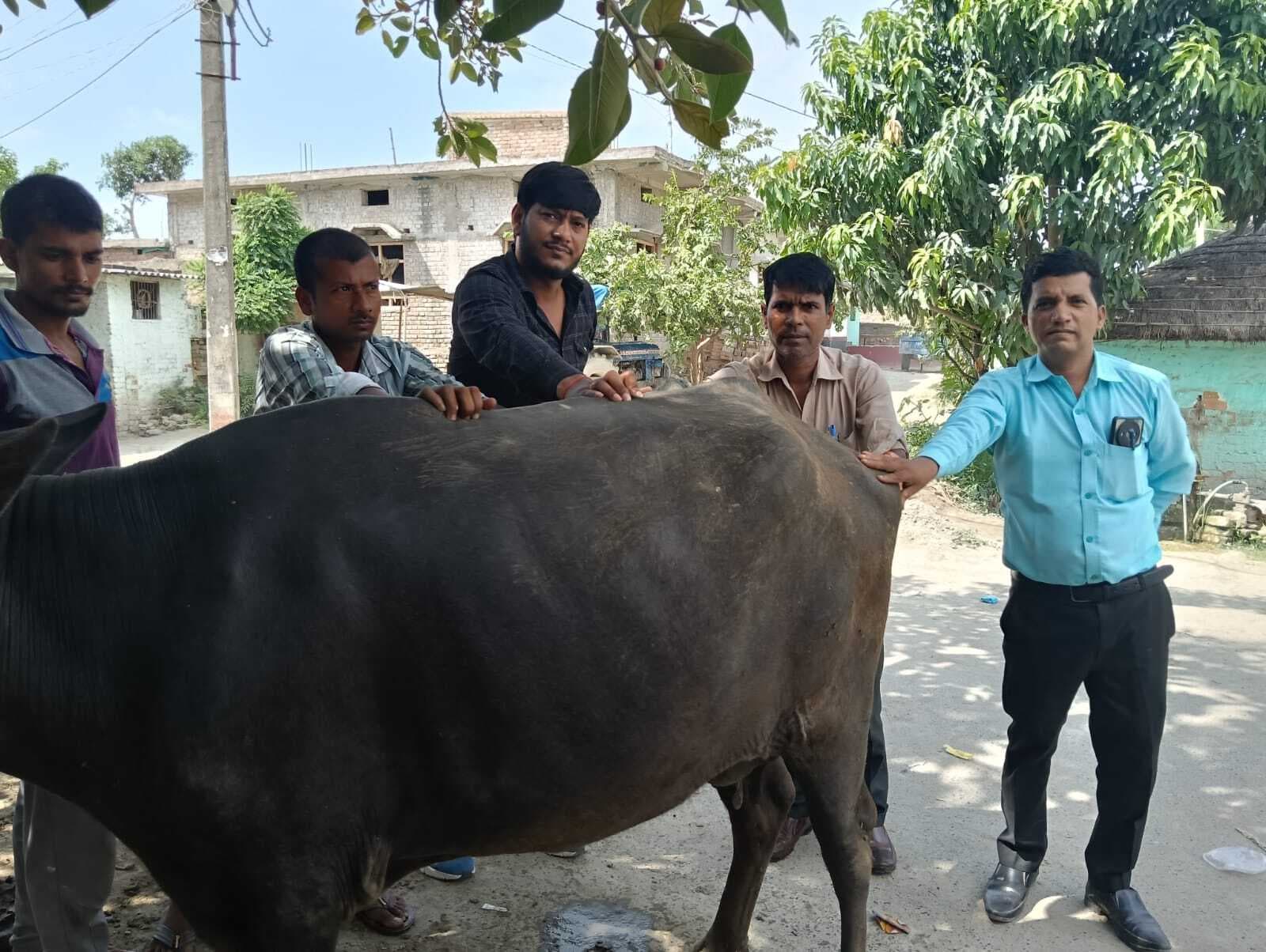 बैकुंठपुर में मवेशियों में लंपी स्किन डिजीज से पशुपालक हुए परेशान