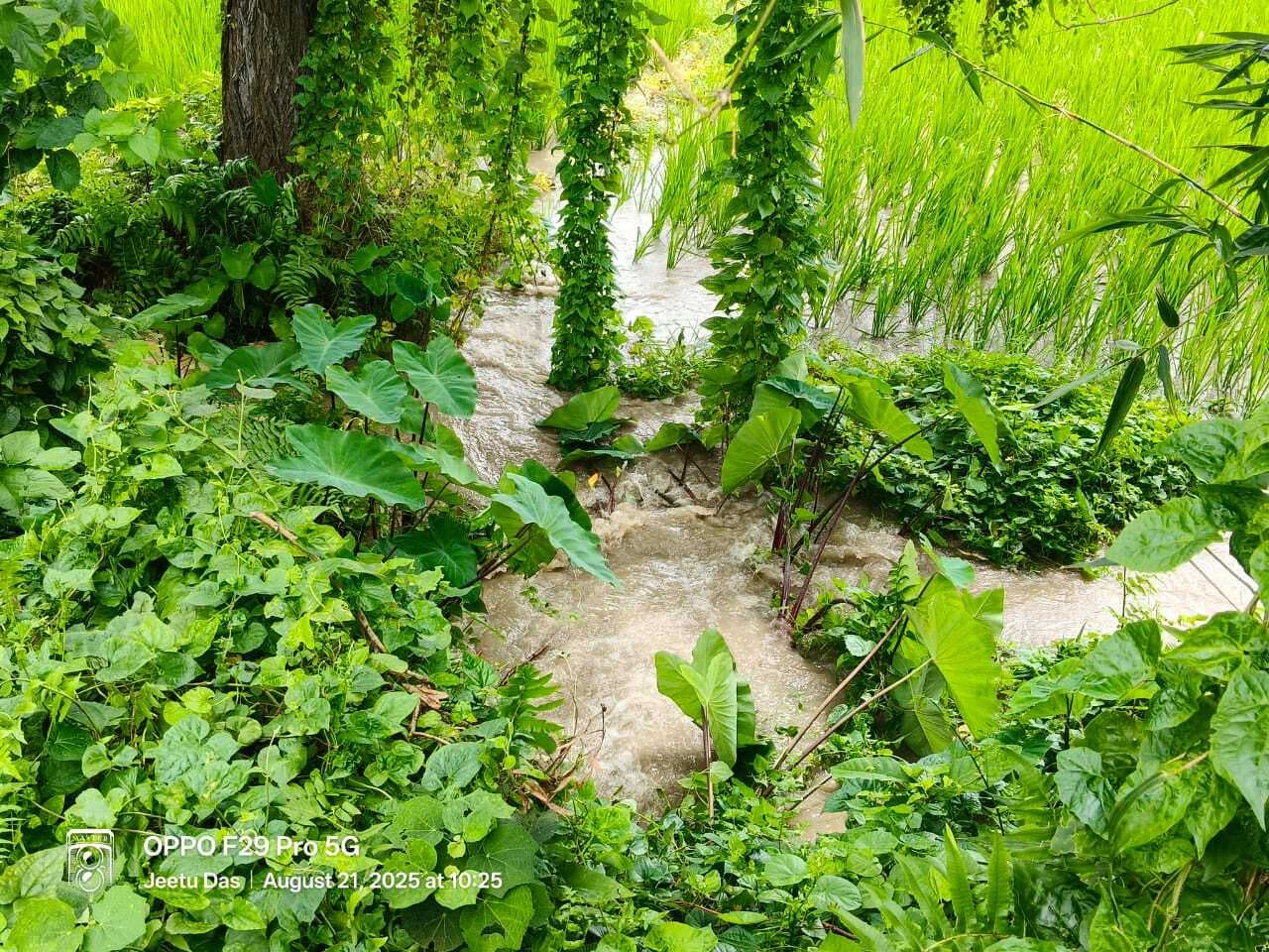 नहर का तटबंध टूटने से खेतों में फैला पानी