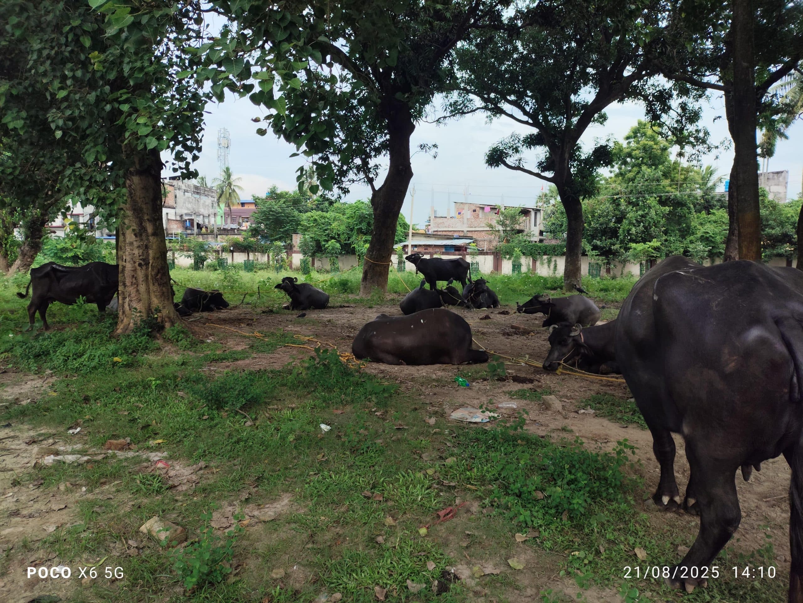 दो वाहनों  पर लदे 12 मवेशी जब्त, तीन तस्कर गिरफ्तार
