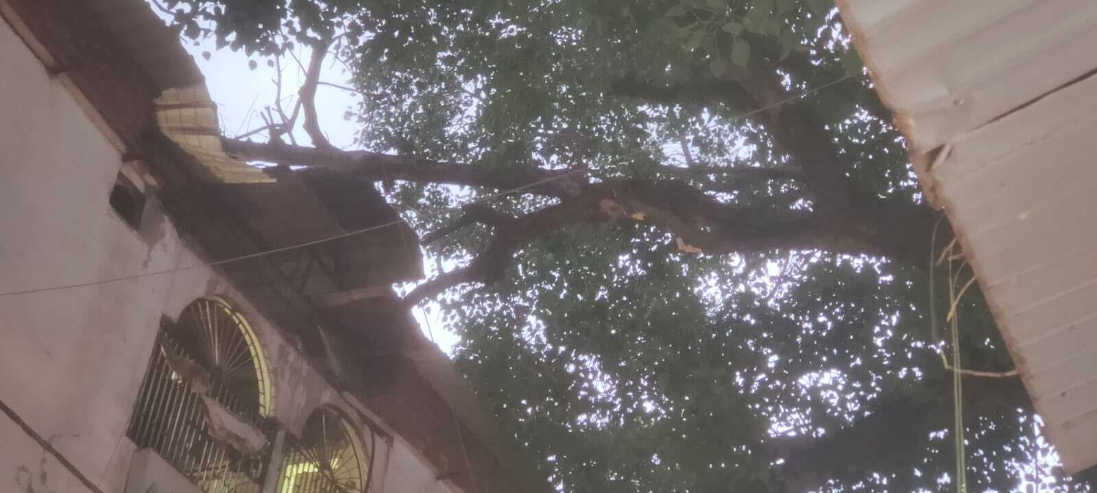 पीपल पेड़ की टूटी डाल, अनहोनी की आंशका से सहमे लोग