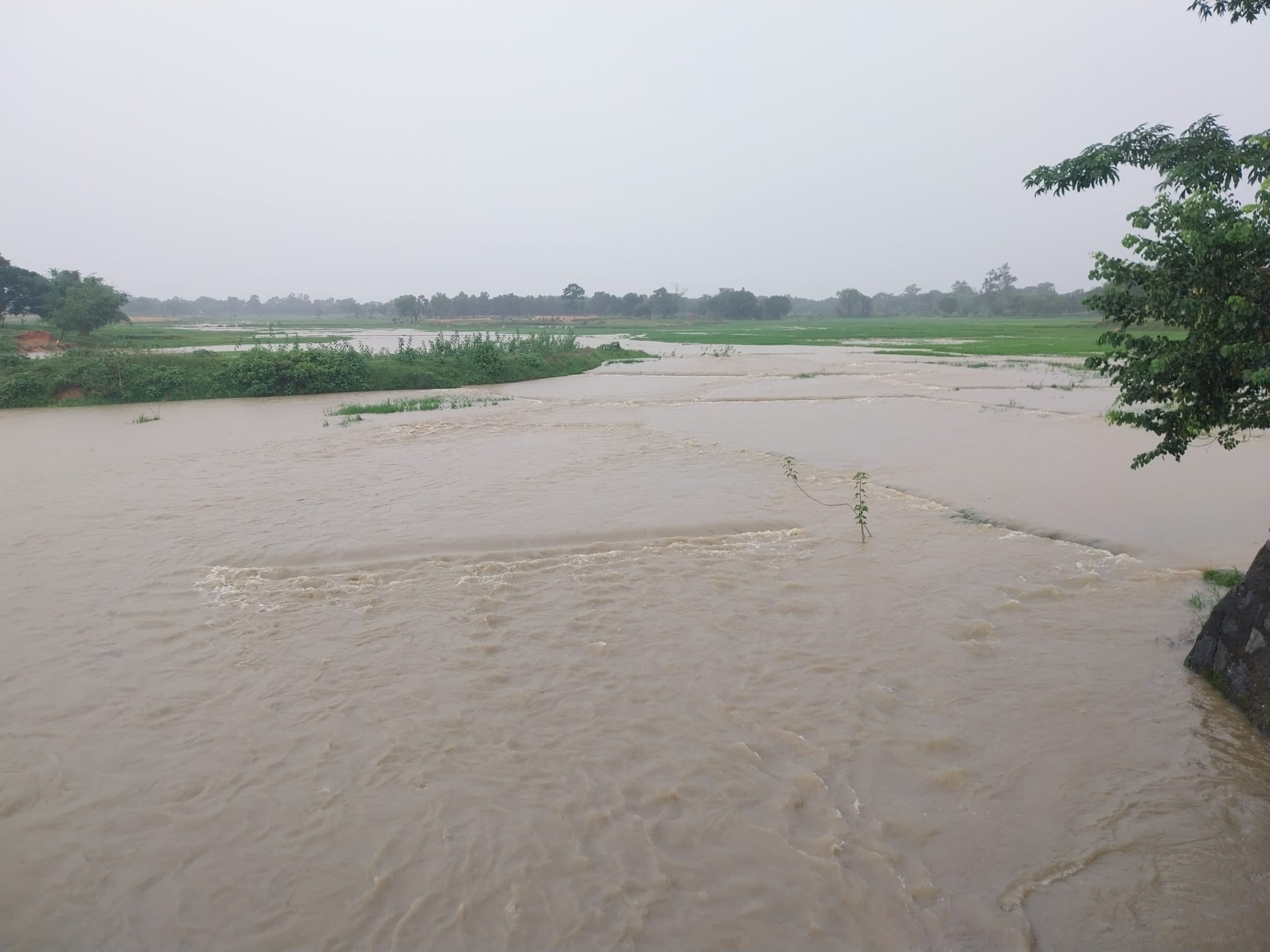 खेत बने तालाब, धान की फसल हुई बर्बाद