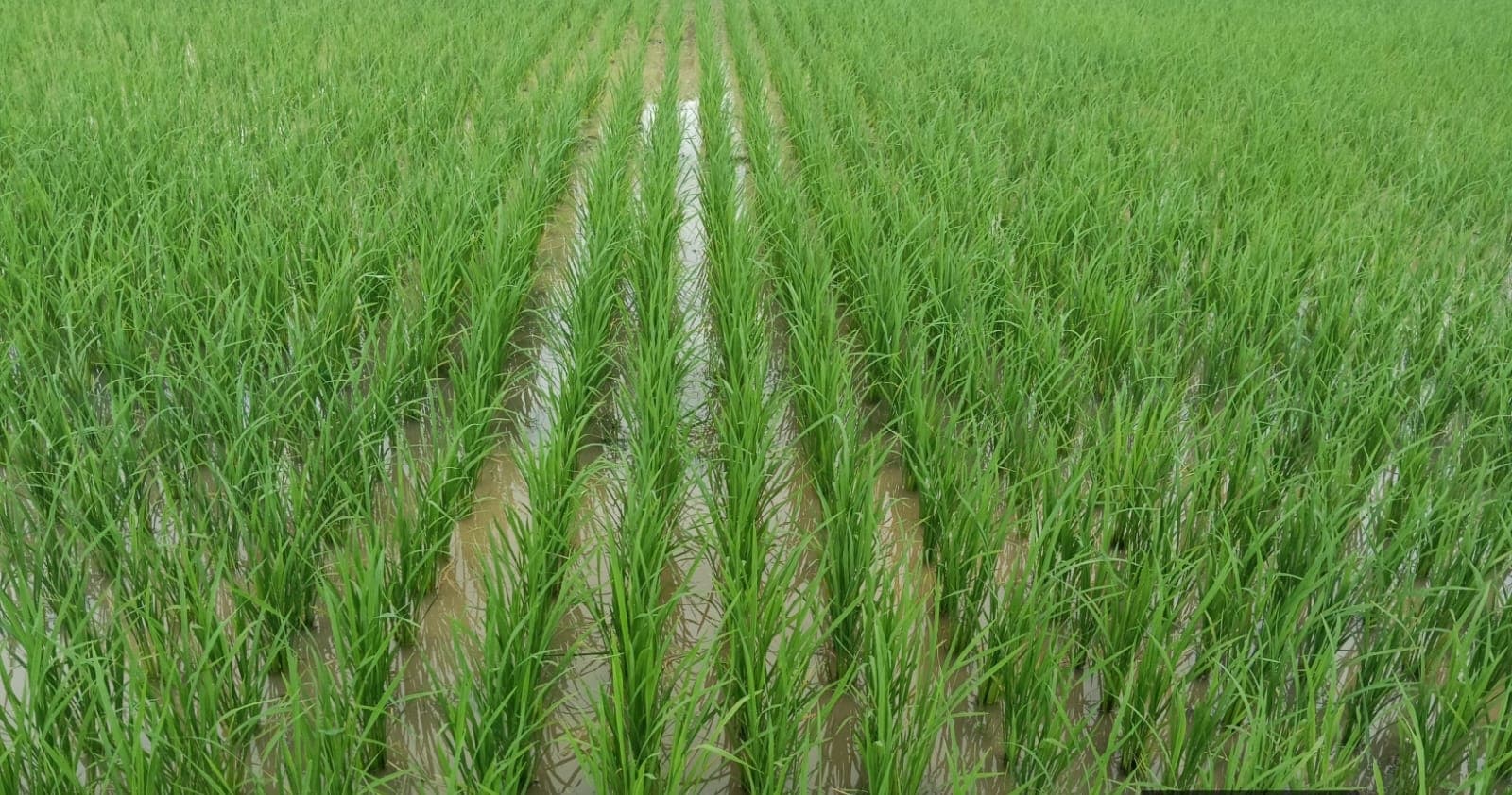 East Singhbhum News : पटमदा में 86.5% व बोड़ाम में 84.7%धान की रोपनी