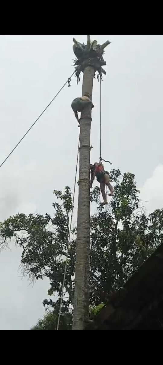 Bhagalpur news ताड़ गाछ पर डमोला काटने के दौरान युवक का हाथ कटा, गाछ पर ही तोड़ा दम