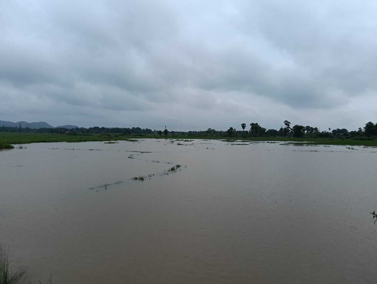भारी बारिश से जलमग्न हुई धान की फसल