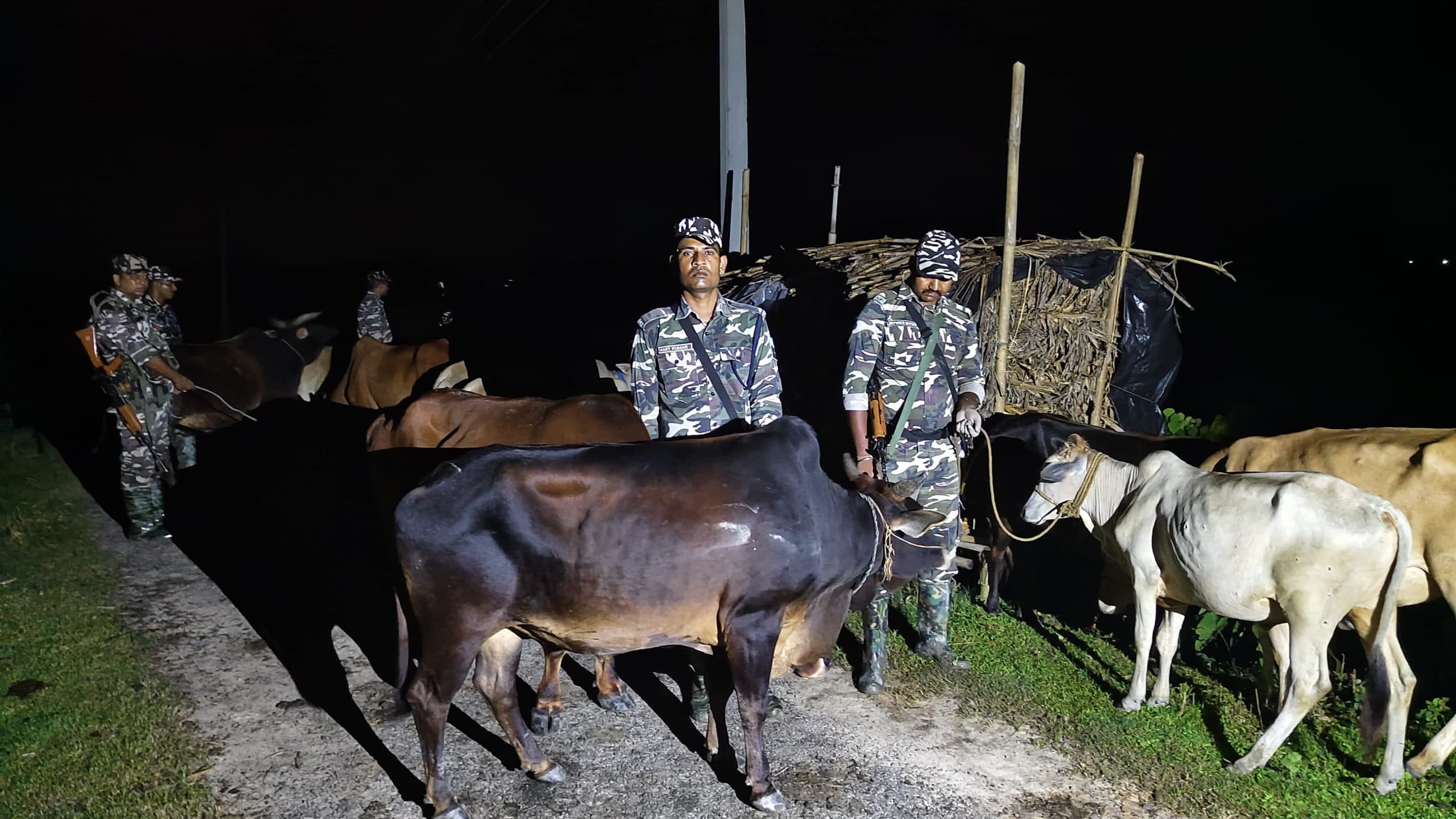 तस्करी के 6 मवेशी को किया जब्त, तस्कर फरार