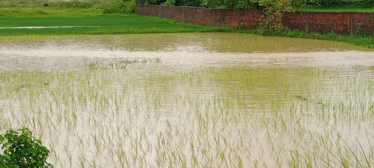 East Singhbhum News : ढाई घंटे में 88.2 मिमी बारिश, धान को लाभ, दलहन और सब्जी को नुकसान