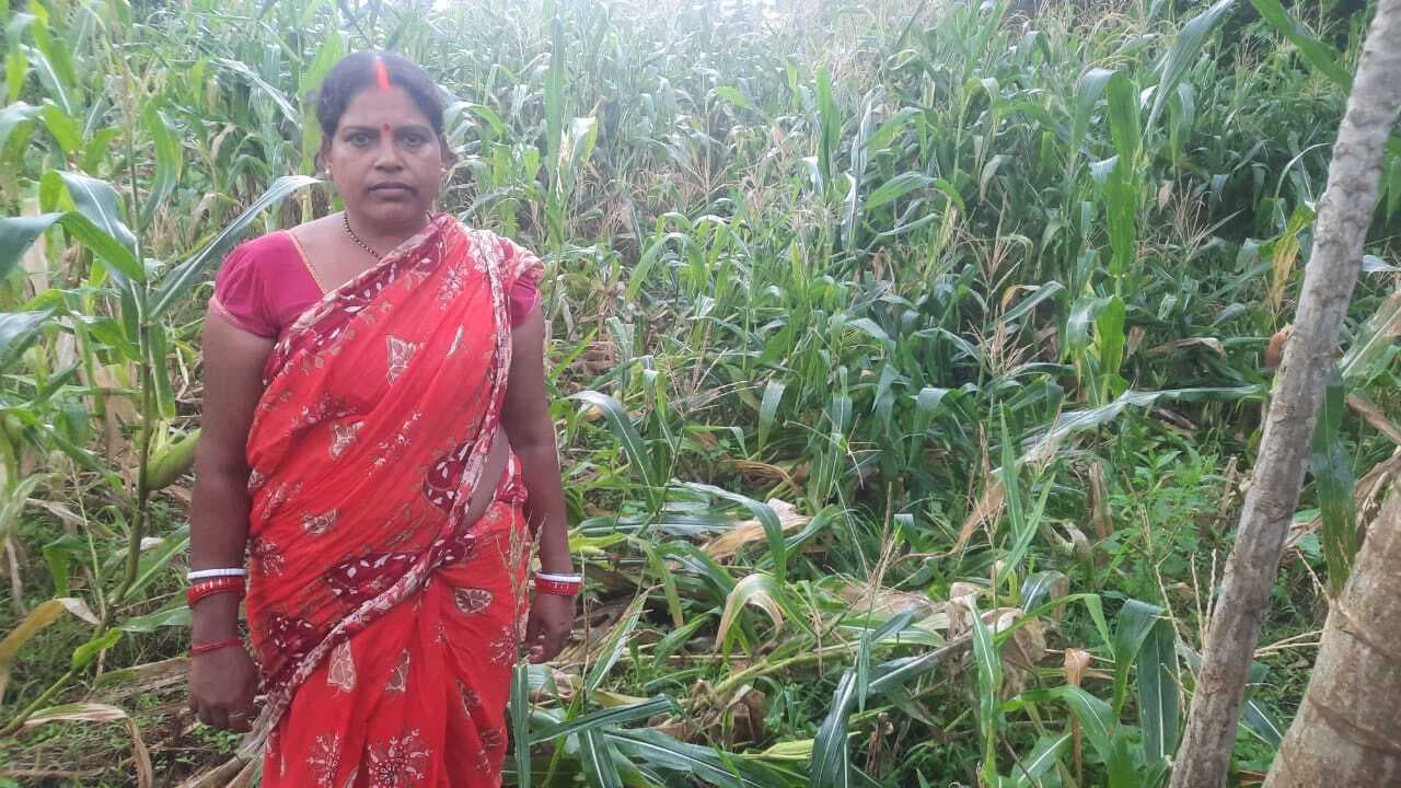 Bokaro News : फसलों के लिए अधिक बारिश बनी मुसीबत