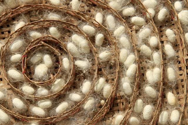 Ranchi news : झारखंड में रेशम उत्पादन से 1.5 लाख किसानों को मिल रहा रोजगार