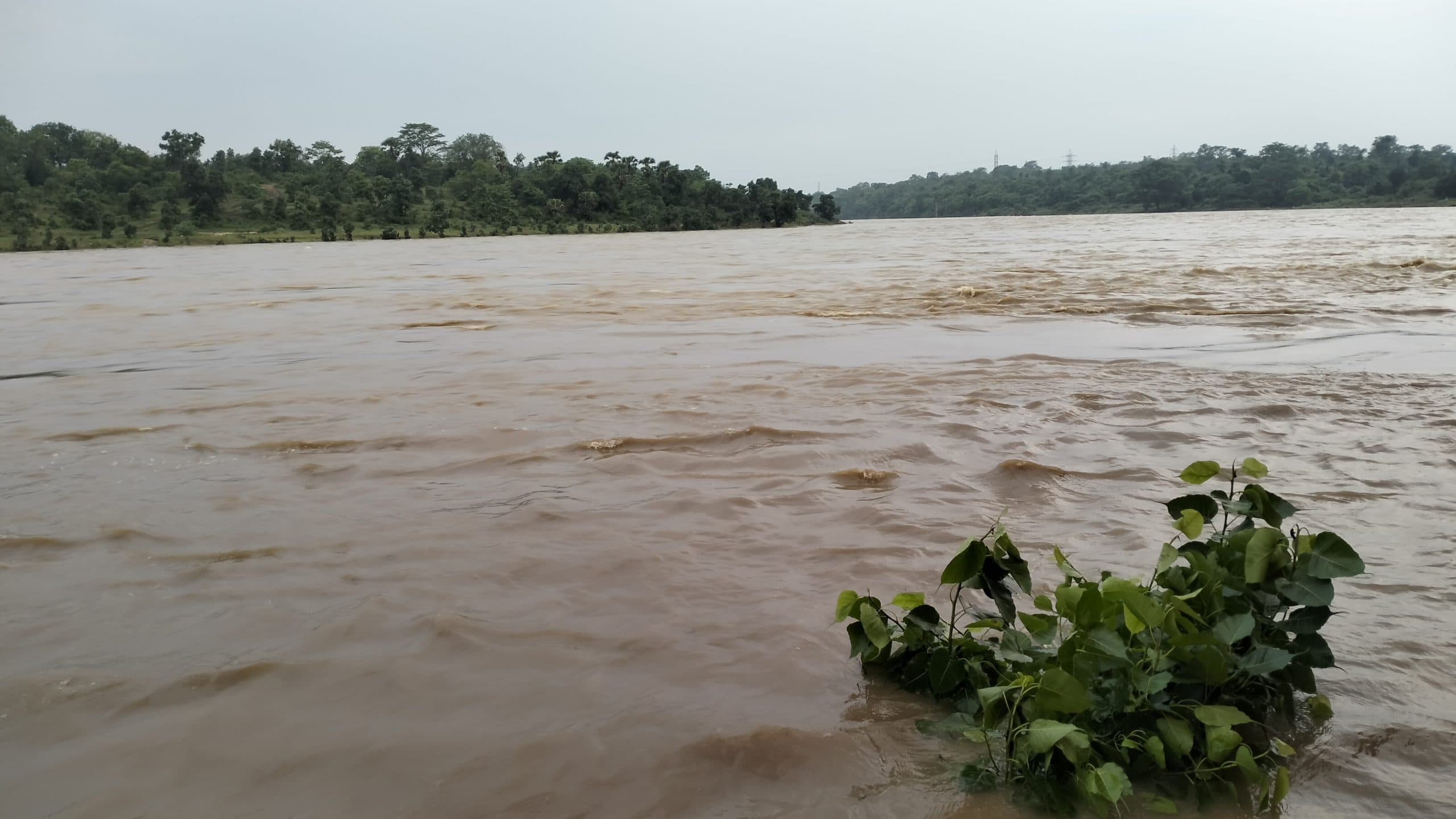 Dhanbad News : दामोदर का जलस्तर बढ़ा, शैवाल इंटेक वॉल्व में फंसा, आंशिक जलापूर्ति