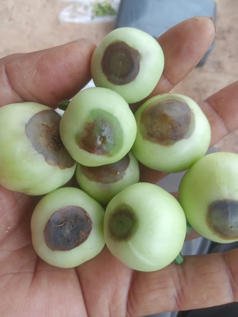 Ranchi News : खेत में पानी, बाजार में आग