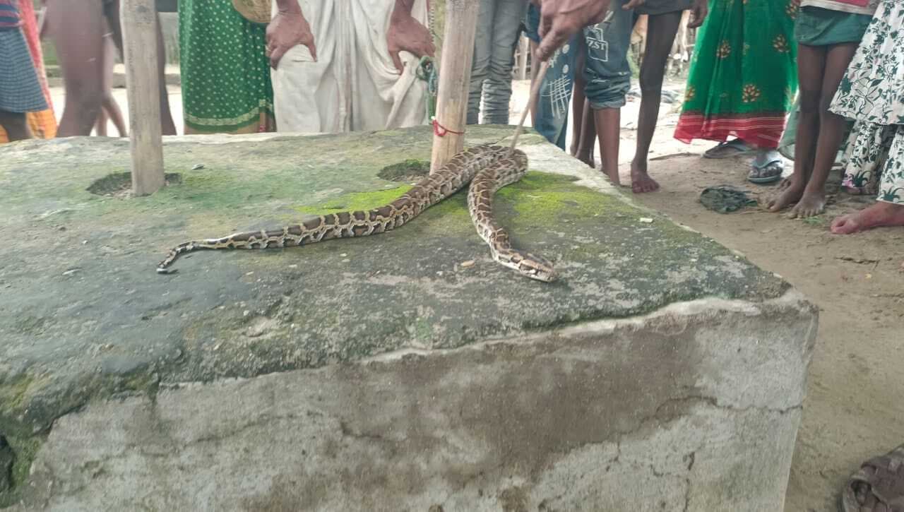 जाल में फंसा अजगर ,दो लोगों को किया घायल