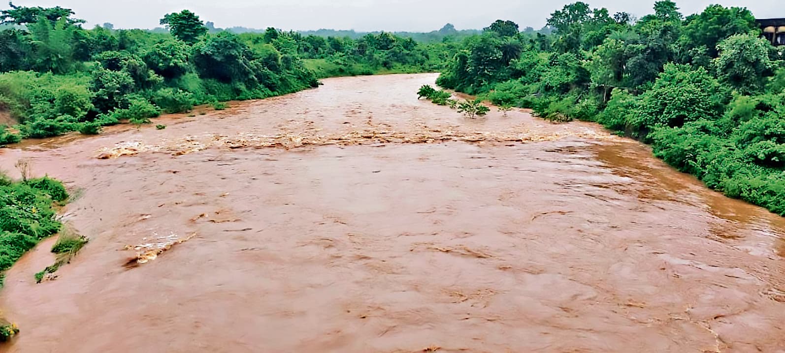 Seraikela Kharsawan News : सब्जी की खेती पर बारिश का कहर, धान की फसल को मिली संजीवनी