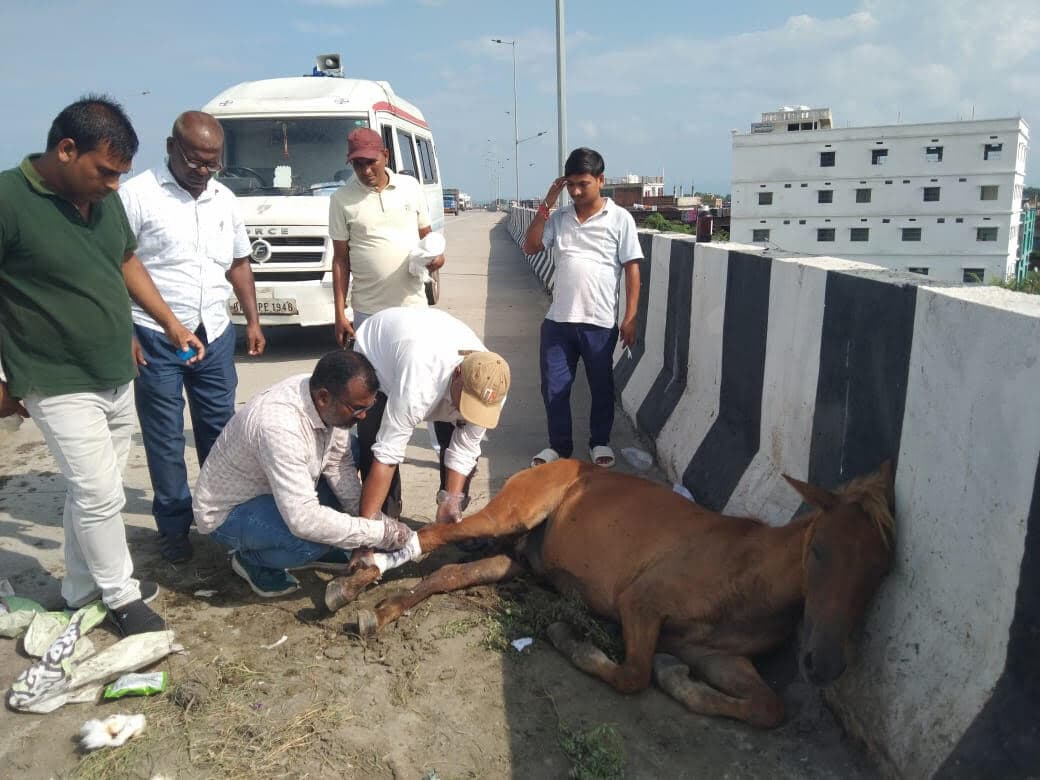 हाइवे पर घोड़े को ट्रैक्टर ने मारी टक्कर, डीएम की पहल पर हुआ इलाज