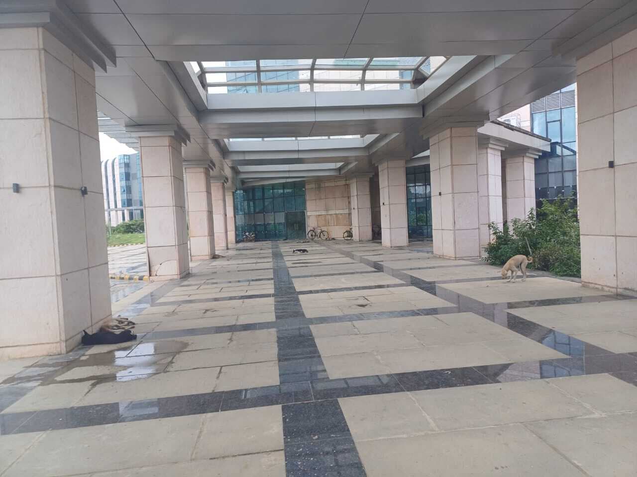 Deoghar news : एम्स कैंपस में आवारा कुत्ते का डेरा, सुरक्षाकर्मी बेखबर