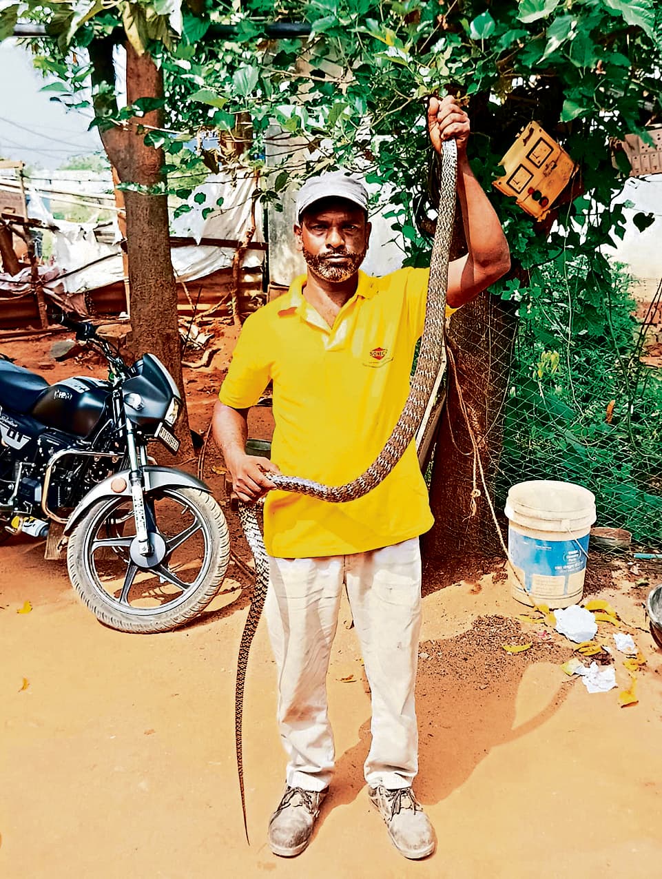 Chaibasa News : आबादी क्षेत्र से सांप को पकड़ कर जंगल में छोड़ देता है मो. शाजू