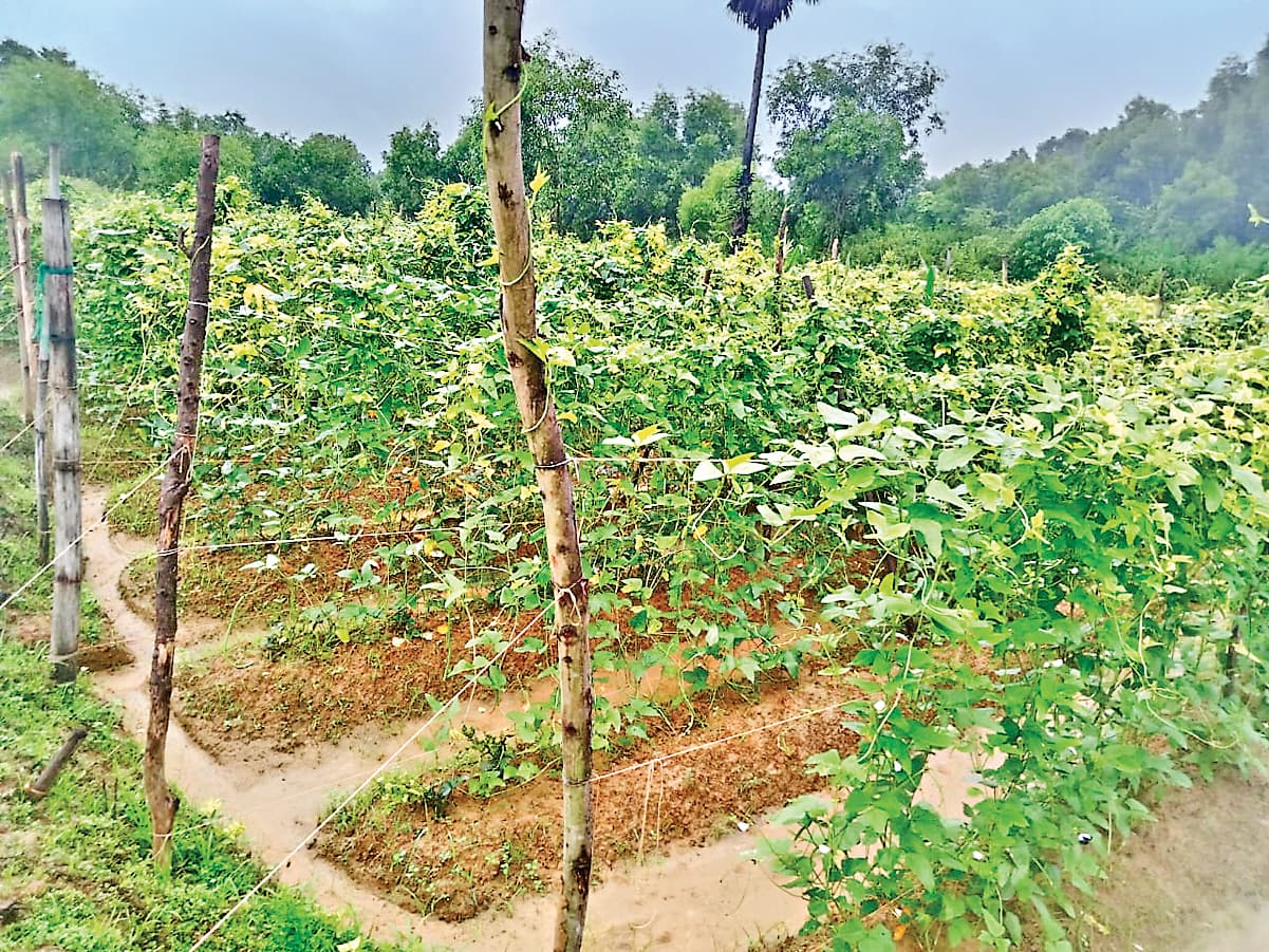 East Singhbhum News : खेतों में पानी भरने से पौधे बर्बाद, आम लोगों से दूर हुईं सब्जियां