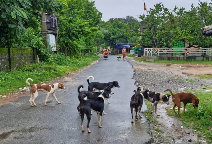 तमाड़ में आवारा कुत्तों का आतंक
