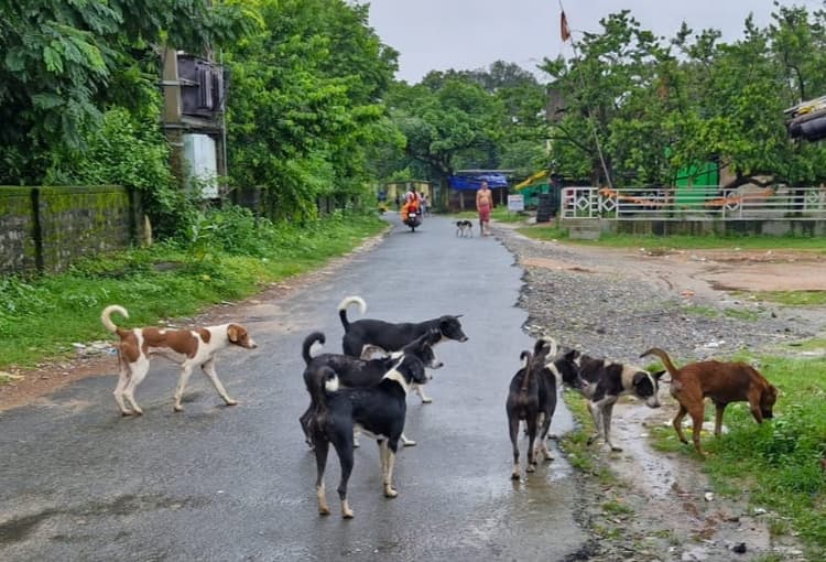 तमाड़ में आवारा कुत्तों का आतंक