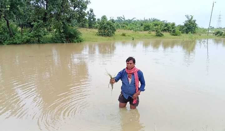 राजस्व कर्मी ने धान की खेती में जमा पानी का लिया जायजा