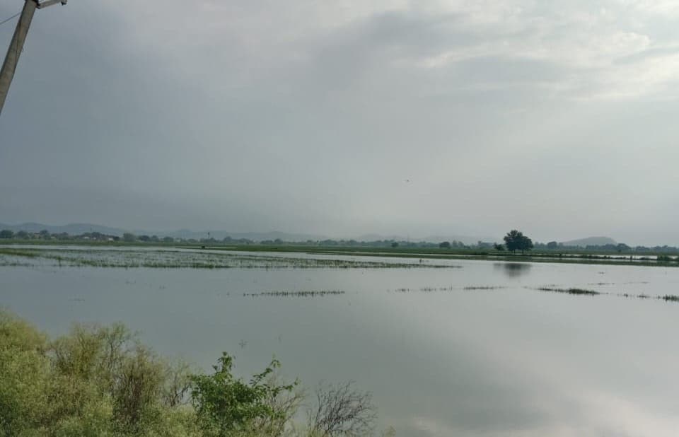 kaimur News : अइलाय गांव की सैकड़ों एकड़ धान की फसल जलमग्न