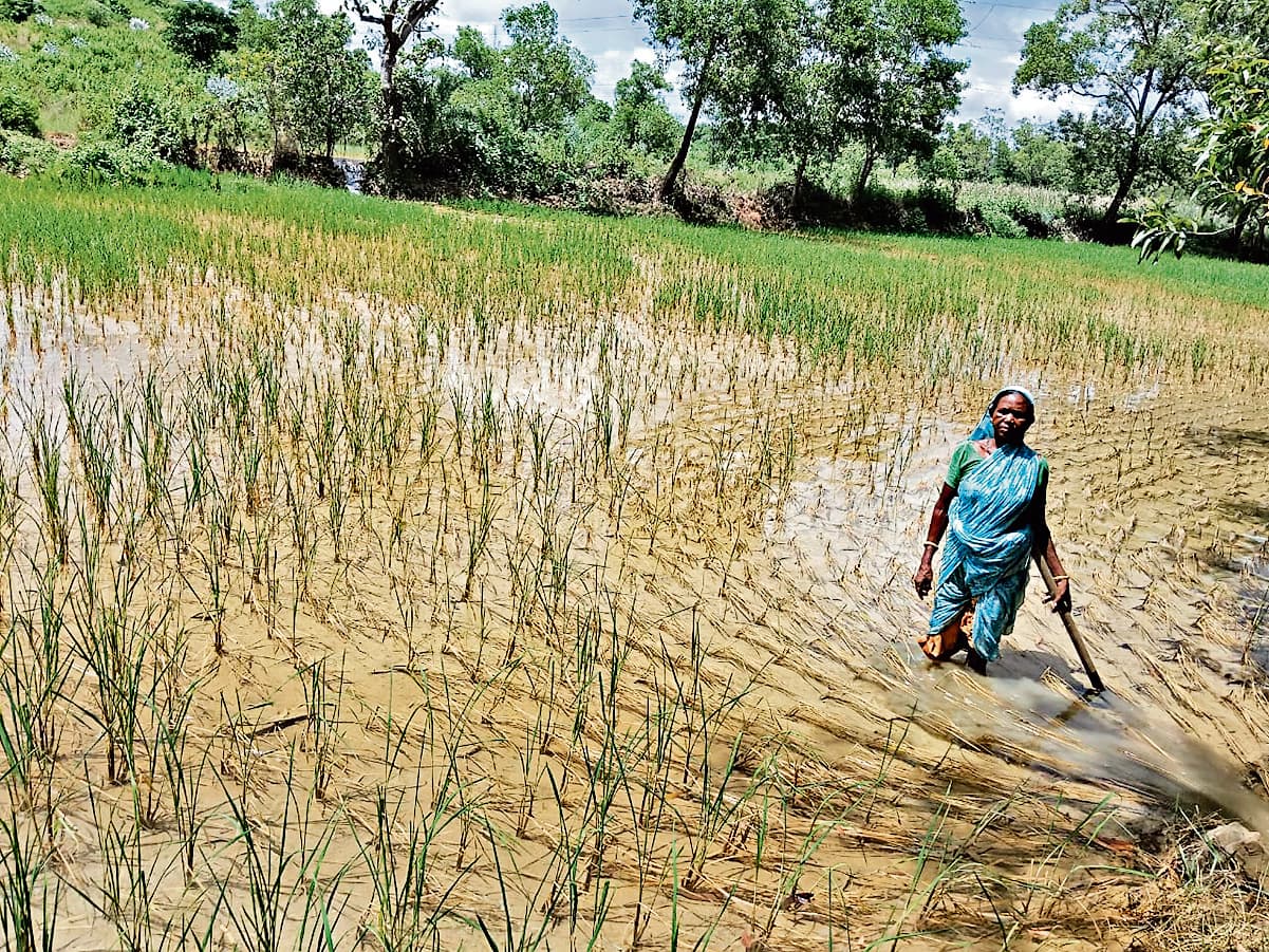 East Singhbhum News : प्रदूषित पानी से 150 एकड़ में धान की फसल झुलसी, 39 किसानों की मेहनत हुई बर्बाद
