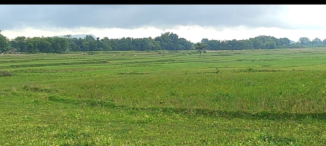 परंपरा से बंधे किसानों ने नहीं की 300 एकड़ जमीन पर खेती