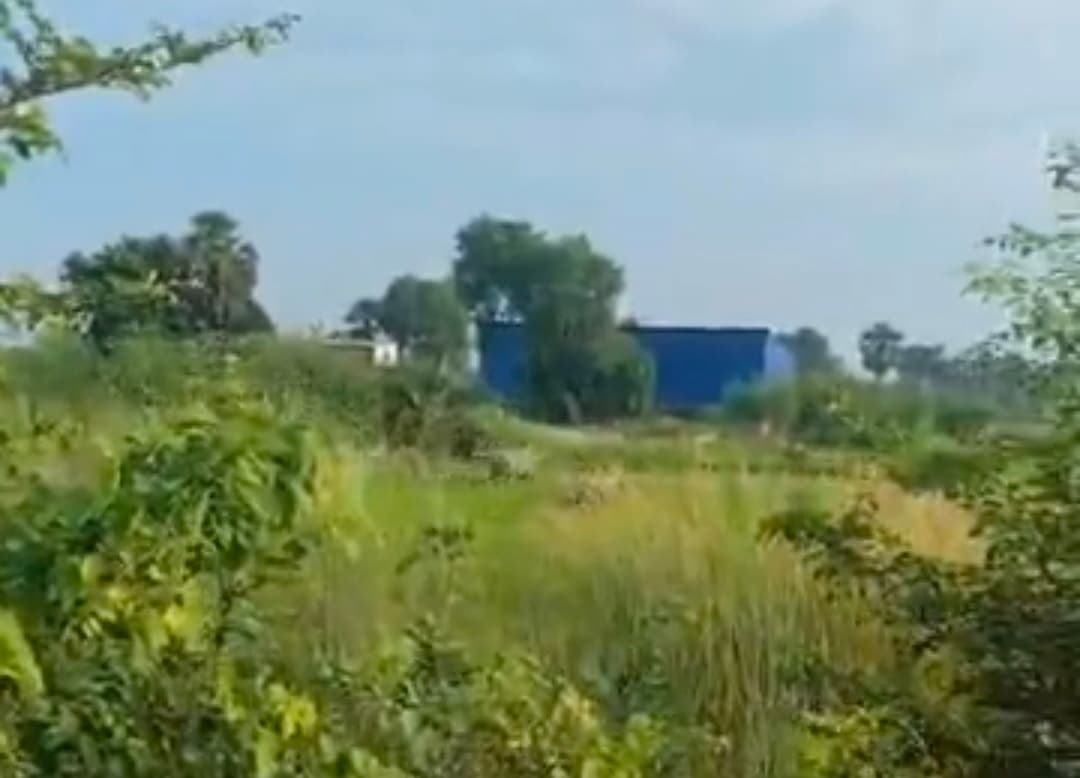 नीलगाय फसलों को कर रहे बर्बाद, किसान परेशान