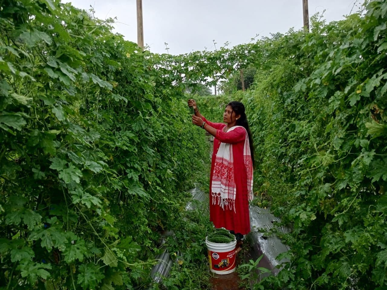 Ranchi news : झिमड़ी परियोजना से बदल रही झारखंड की महिलाओं की तकदीर