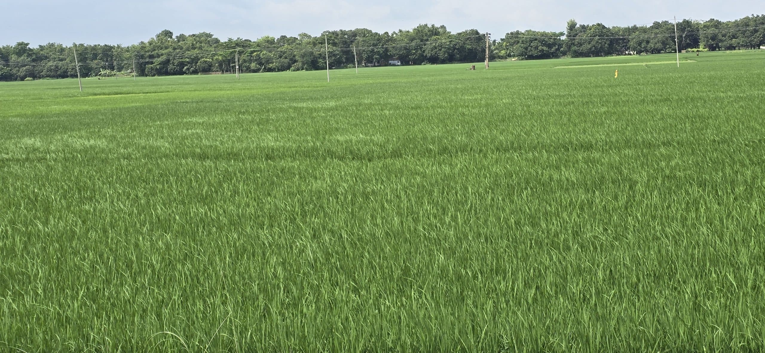 अच्छी बारिश से धान की फसल को फायदा