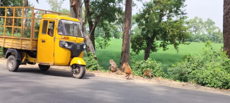 सूर्यपुरा पुल के पास सड़क पर बंदरों के आतंक से राहगीर परेशान