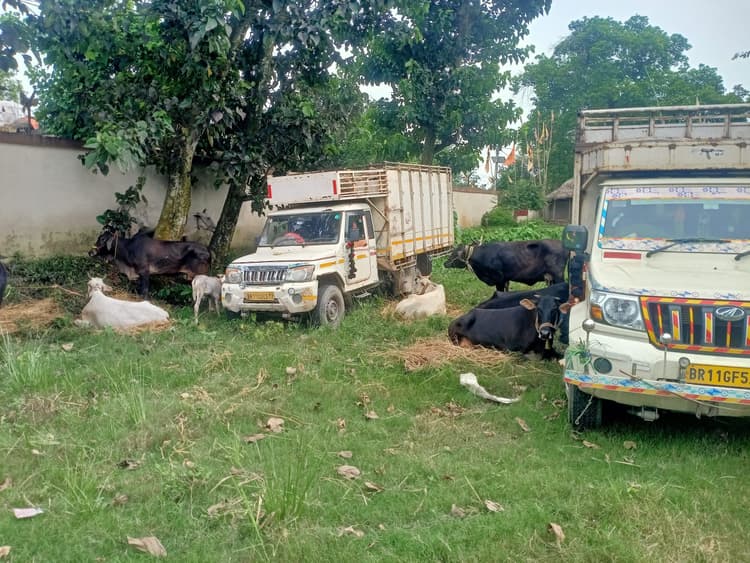 दो पिकअप से 22 मवेशी बरामद, चार तस्कर गिरफ्तार