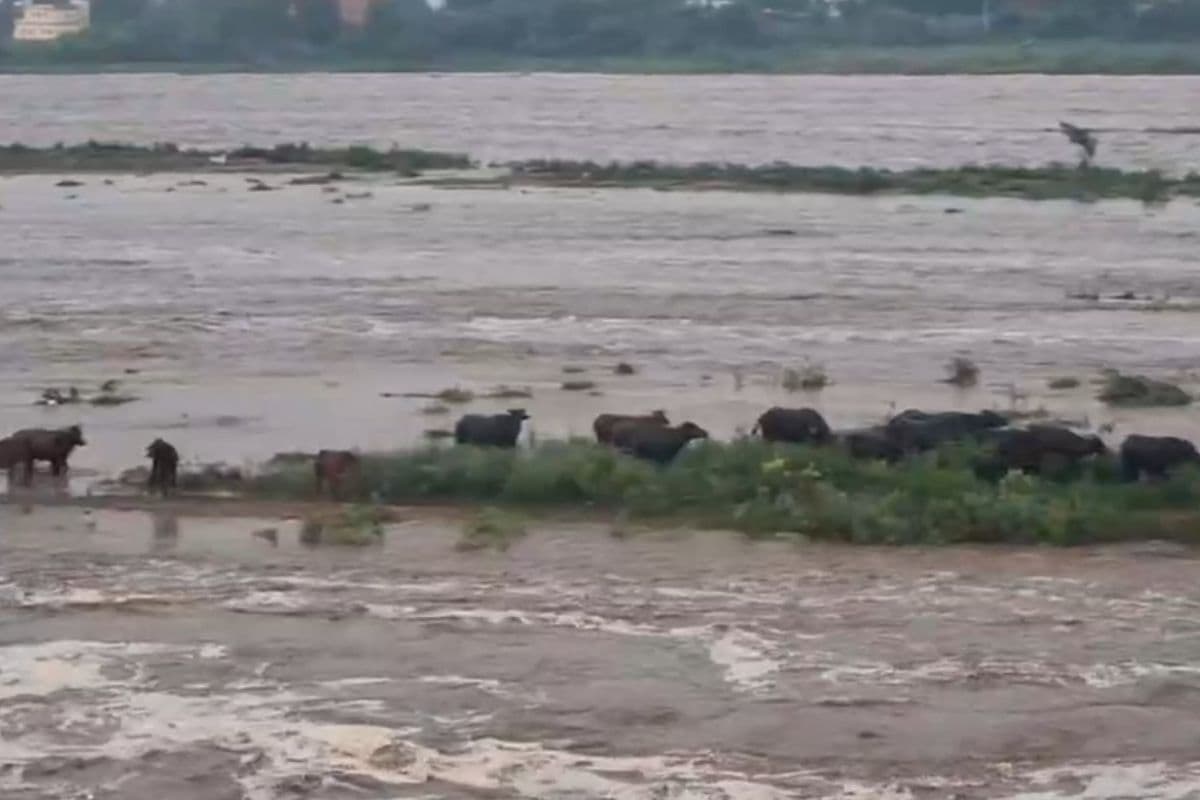 Video: उफनाई फल्गू तो गयाजी में फंसे लोगों को SDRF ने निकाला, जहानाबाद में भी पानी की तबाही