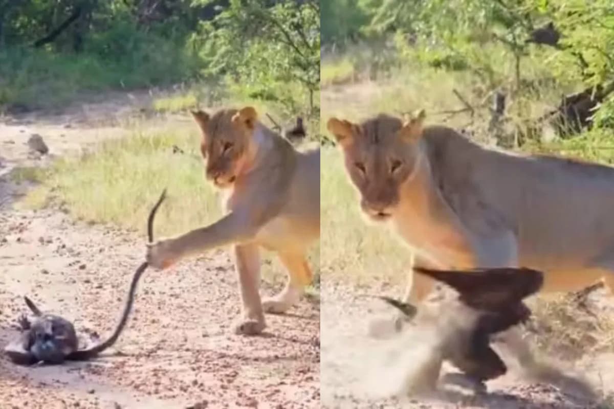 Viral Video: सांप का शिकार छीनने चली जंगल की रानी, लेकिन किस्मत ने दिया परिंदे का साथ, खाली रह गए शेरनी के हाथ