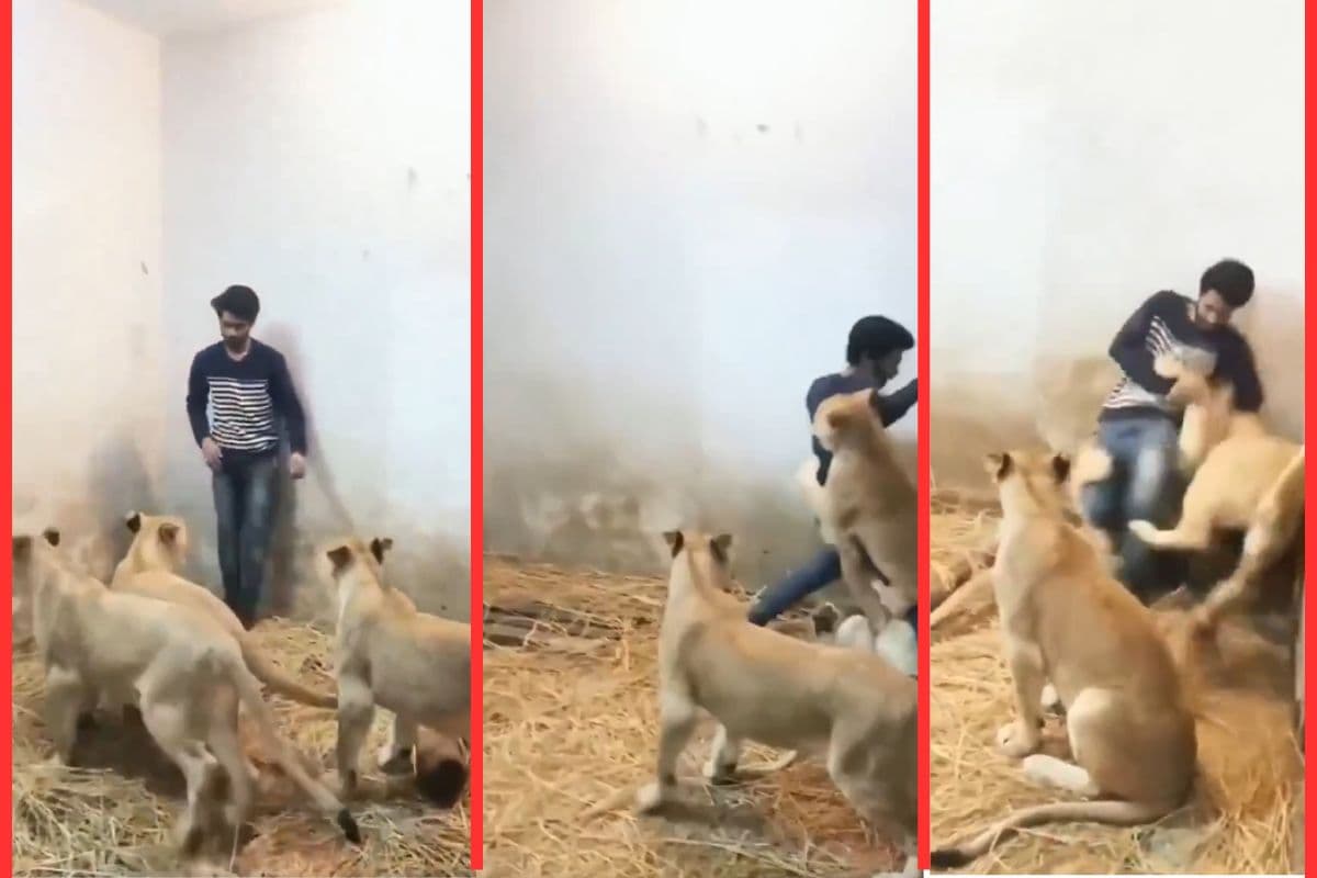 man stuck between lionesses