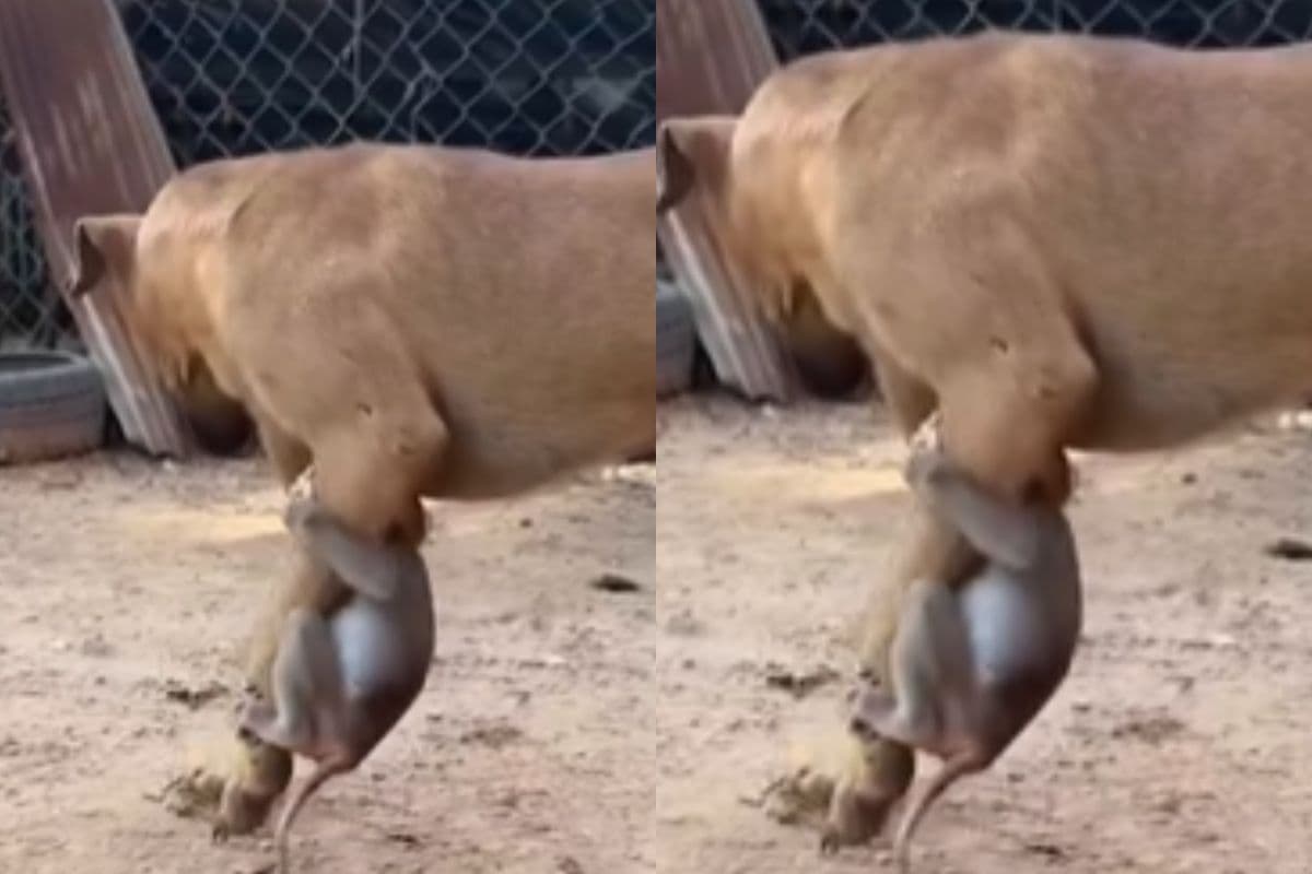 Viral Video: मुझे छोड़कर मत जाओ मालिक! कुत्ते के पैर पर लटक कर मनाता दिखा बंदर