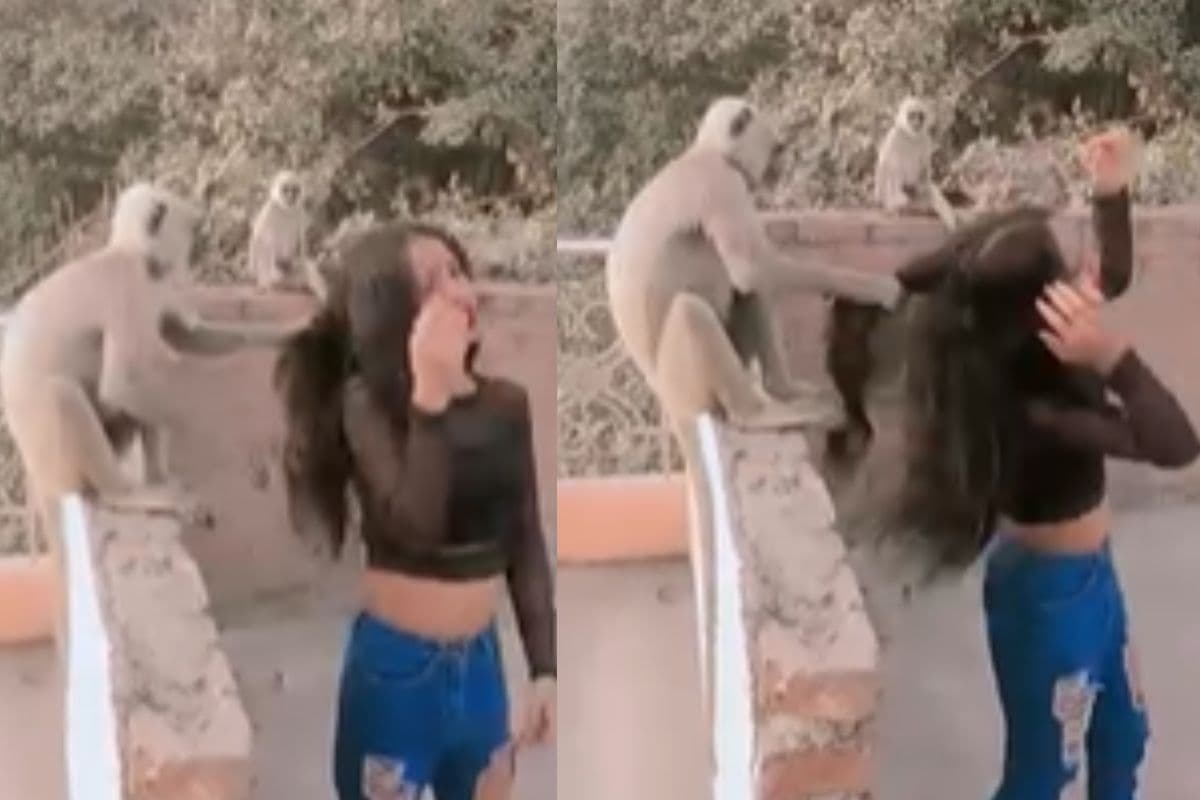 Viral Video: रील बनाना पड़ा भारी! लड़की के बाल नोच-नोचकर बंदर ने कर दिया बुरा हाल, देखें वीडियो