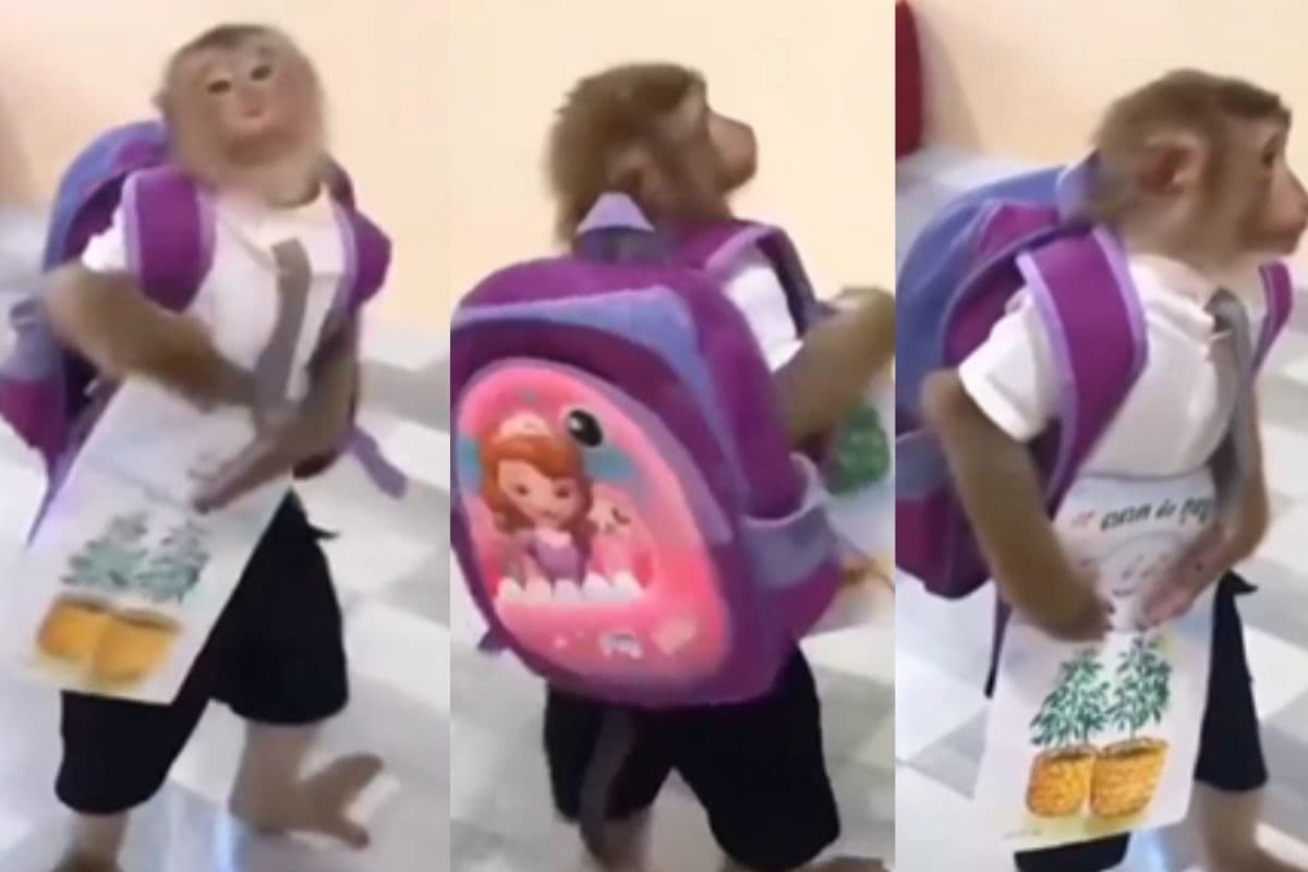 Viral Video: पीठ पर बैग, हाथों में किताब, स्कूल यूनिफॉर्म पहनकर पढ़ने चला बंदर, देखें वीडियो