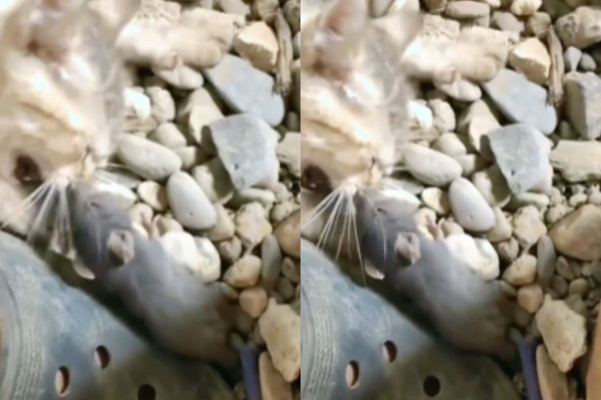 Viral video: चूहे से पंगा लेना बिल्ली को पड़ा भारी, नाक काटकर याद दिला दी नानी, देखें वीडियो 