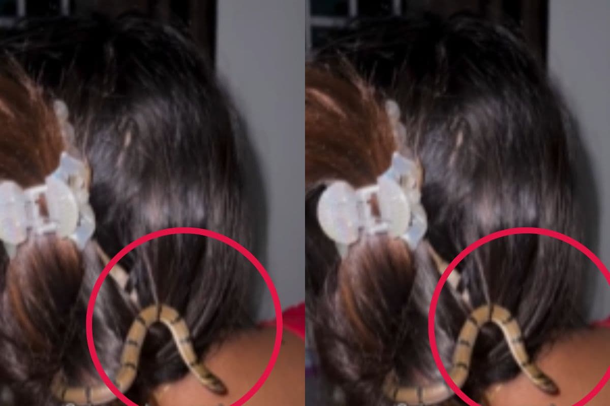 Viral Video: हे भगवान! जिंदा सांप को बनाकर स्क्रंची महिला ने बांधी चोटी, वीडियो देखकर खड़े हो जाएंगे रोंगटे