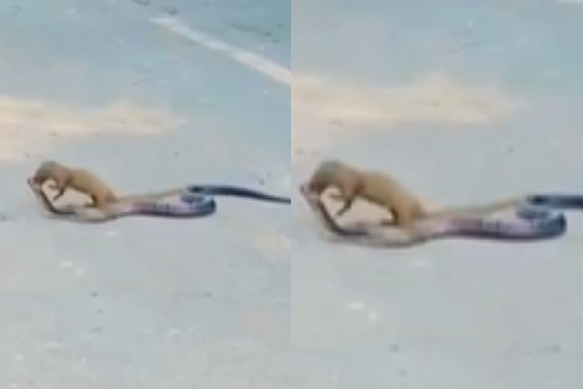 Viral Video: नेवला और सांप के बीच महायुद्ध, किसकी होगी जीत? जानने के लिए देखें वीडियो