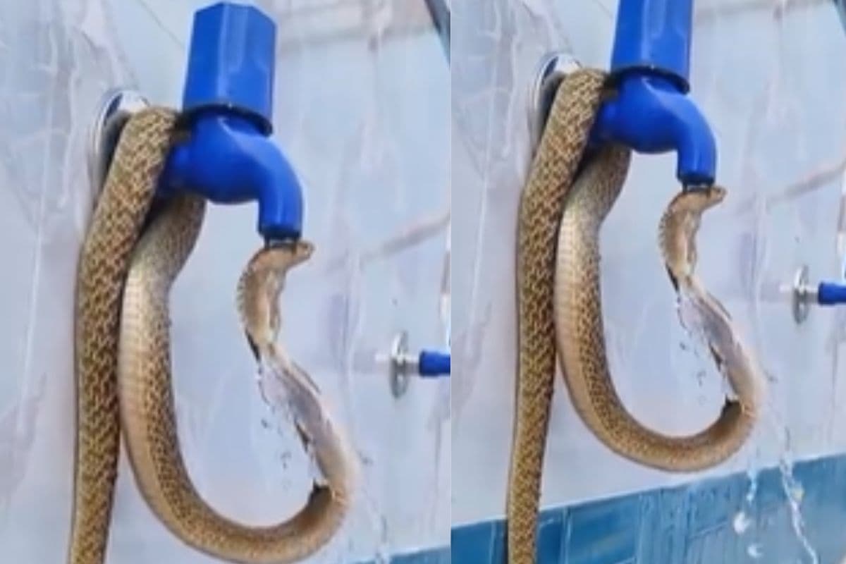 Viral Video: नल के ऊपर चढ़कर नहाते दिखा सांप, वीडियो देखकर उड़ जाएंगे होश