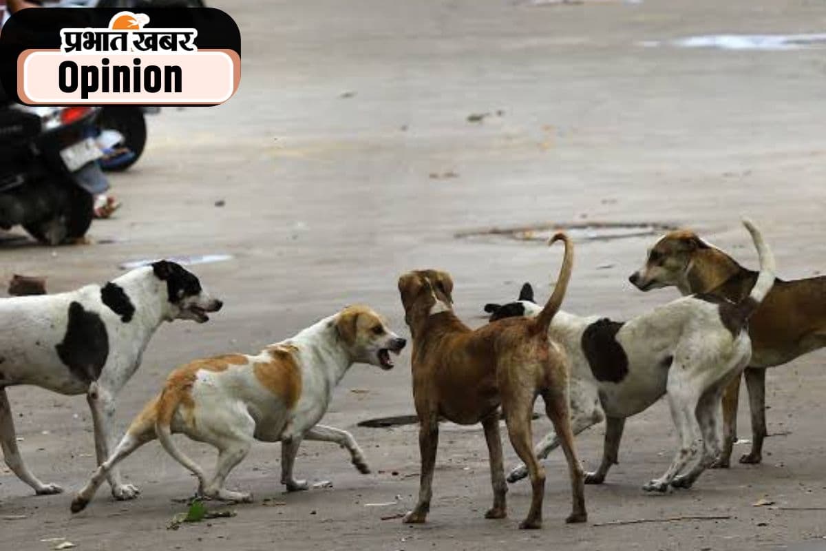 आवारा कुत्तों पर अदालत