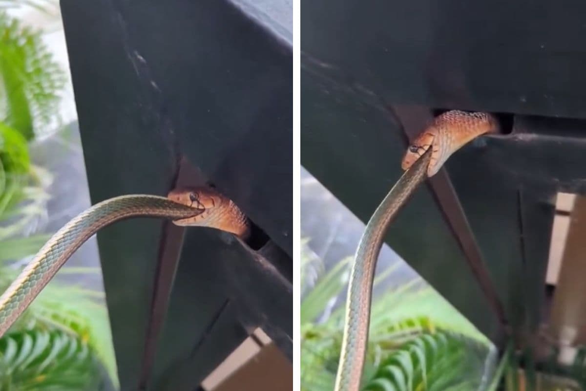 Viral Video: जिंदा सांप को निगल गया कोबरा, दिल दहला देगा वीडियो, हो रहा वायरल