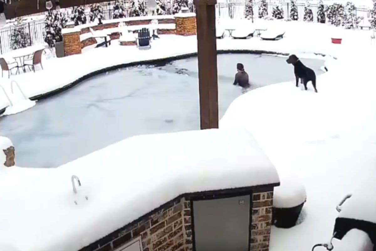 Viral Video: बर्फ बने स्वीमिंग पुल में गिरकर मरने वाला था कुत्ता, महिला ने बचाई जान, वायरल हो रहा वीडियो