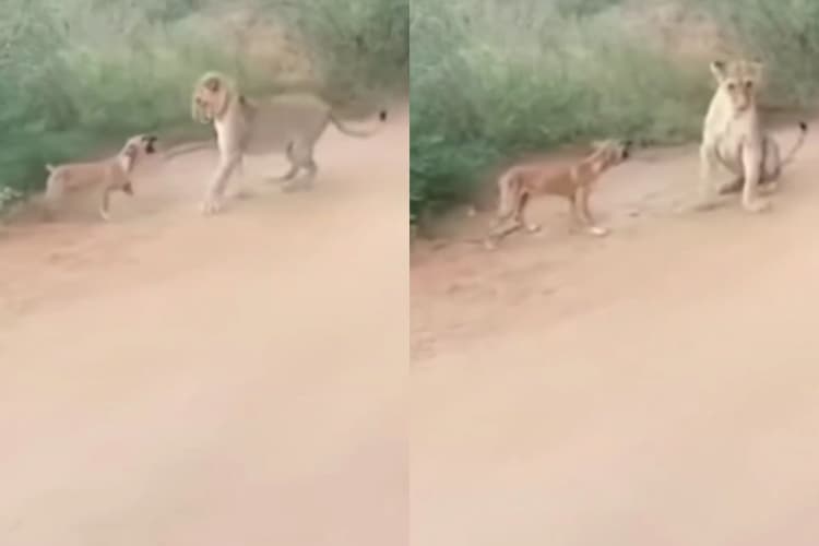 Viral Video: डोगेश भाई के आगे शेरनी की चूं तक नहीं निकली, वीडियो देख रोक नहीं पाएंगे अपनी हंसी