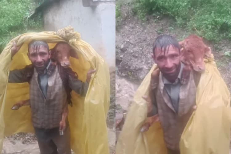 Viral Video: जम्मू की बाढ़ में शख्स बना मसीहा, कंधे पर बिठा कर बछड़े की बचाई जान, देखें वीडियो