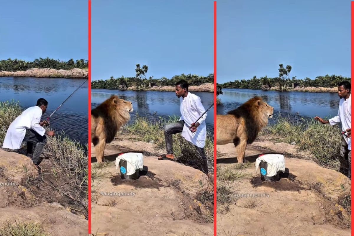 Viral Video: मछली पकड़ने में मस्त था युवक, तभी पीछे से आया बब्बर शेर, वीडियो देख थम जाएगी सांसें