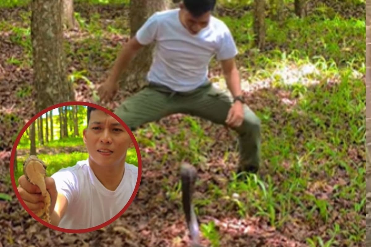 Viral Video : किंग कोबरा का जीना हराम, फन उठाकर काटने के लिए दौड़ा