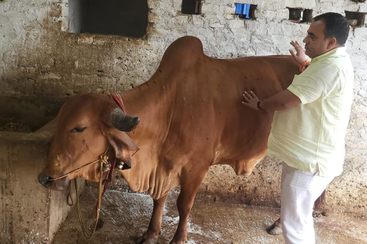 Bihar News Lumpy skin disease is spreading in Bihta Bihar News Lumpy skin disease is spreading in Bihta