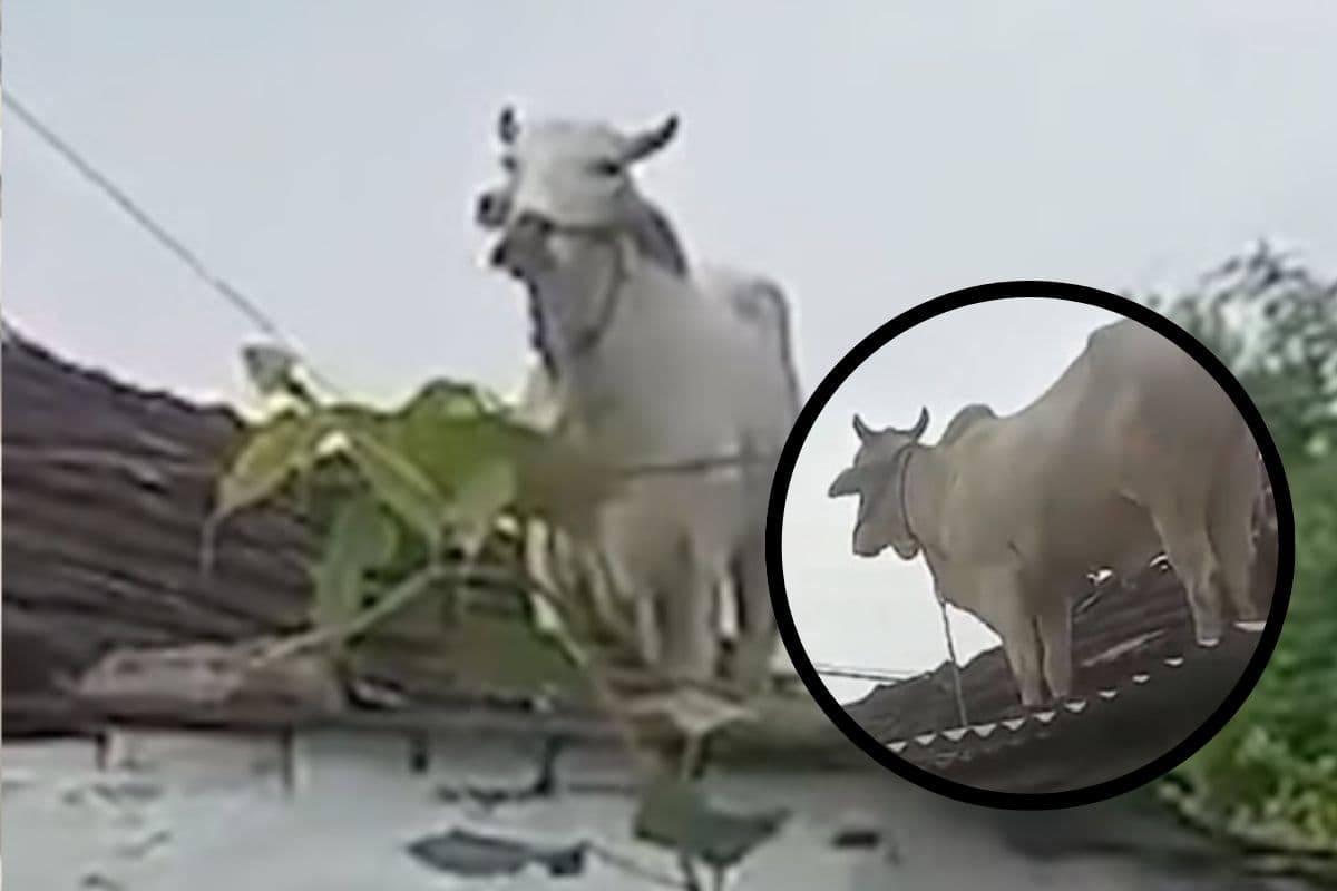 Viral Video : कुत्तों के हमले से बचने के लिए बैल चढ़ गया घर की छत पर, मची अफरा-तफरी